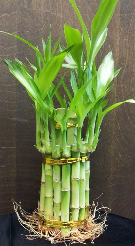 lucky bamboo amazon